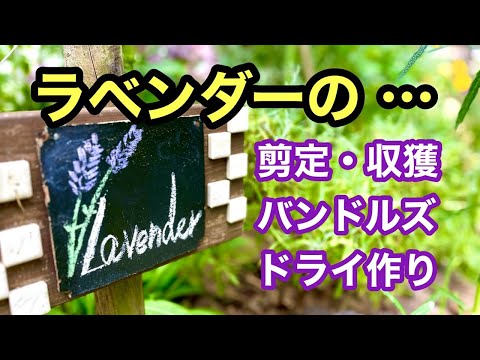 美しく香り豊かでカラフルな庭を作るために、ラベンダーをいつ地面に植えるべきですか?  庭園