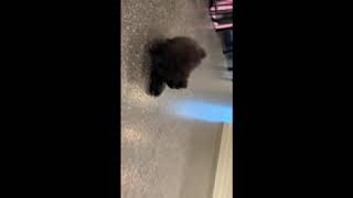 Video preview image #5 Pomeranian Puppy For Sale in WARSAW, IN, USA