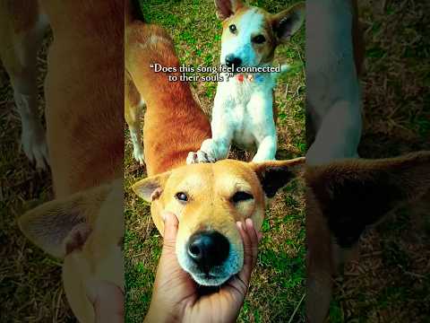 Reel tagged #pets