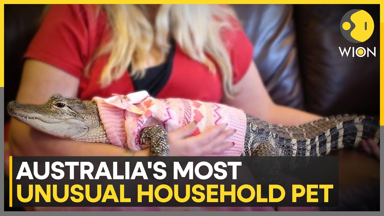 Saltwater Crocodiles Among Popular Animals; 60 Licensed Residents Keep Baby Crocodiles | WION