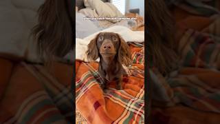 unbelievable #minidachshund #puppy #dachshund #dachshundpuppy #cutedog #funnydog #cutepuppy #dog
