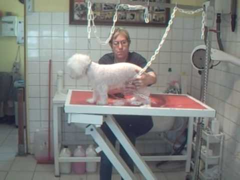 comment nettoyer yeux bichon maltais