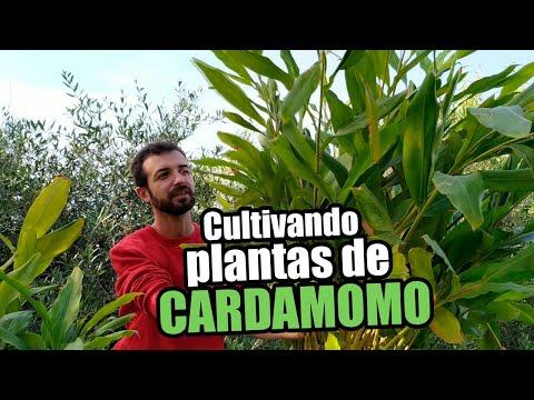 , title : 'Cultivando plantas de Cardamomo (Elettaria cardamomum) 🌱'