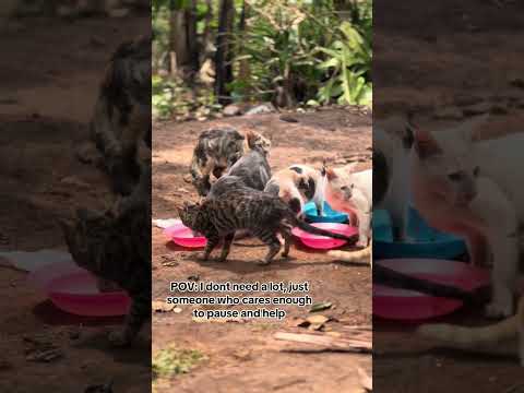 please don't sorcll my engagement is really low a simple hi will help our stray cats get food#fypppp