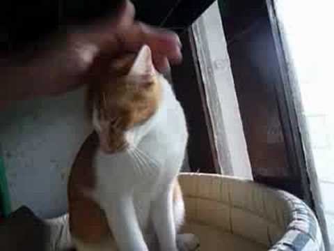 Sadhu wishes for a good home