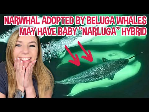Stray narwhal adopted by beluga whale pod may soon have "narluga" babies