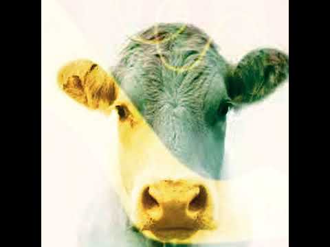 Into the Woods D-file