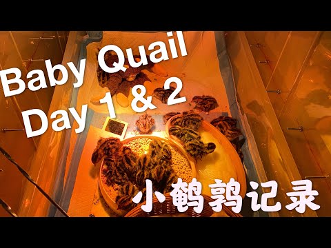 , title : 'Baby Jumbo Coturnix Quail Day 2 - 刚生出来的小鹌鹑 Part 1 ｜ 纽约养鹌鹑'