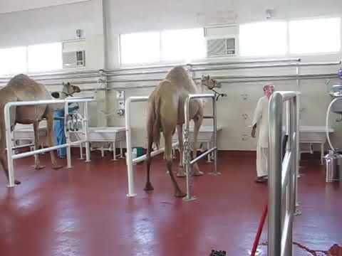 Agromilk Camel Milking
