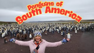 Penguins in South America and Antartica! #penguins #falklandislands #volunteerpoint #kingpenguin