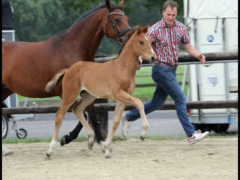 *2019 Stute von Escolar - Scolari