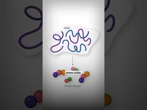 Collagen Peptides vs Gelatin