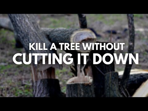 How To Kill A Tree Without Cutting It Down:Learn The Secrets