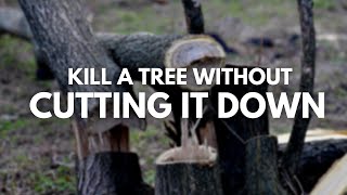 How To Kill A Tree Without Cutting It Down:Learn The Secrets