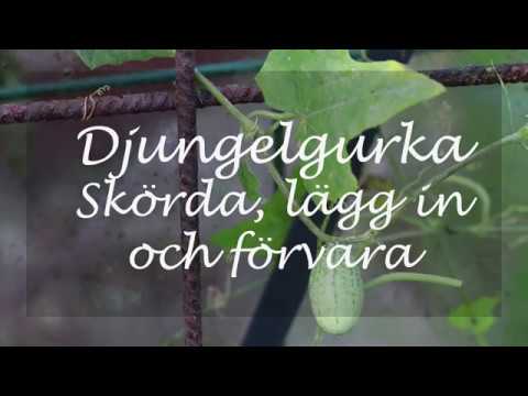 Djungelgurka Skörda lägga in och förvara