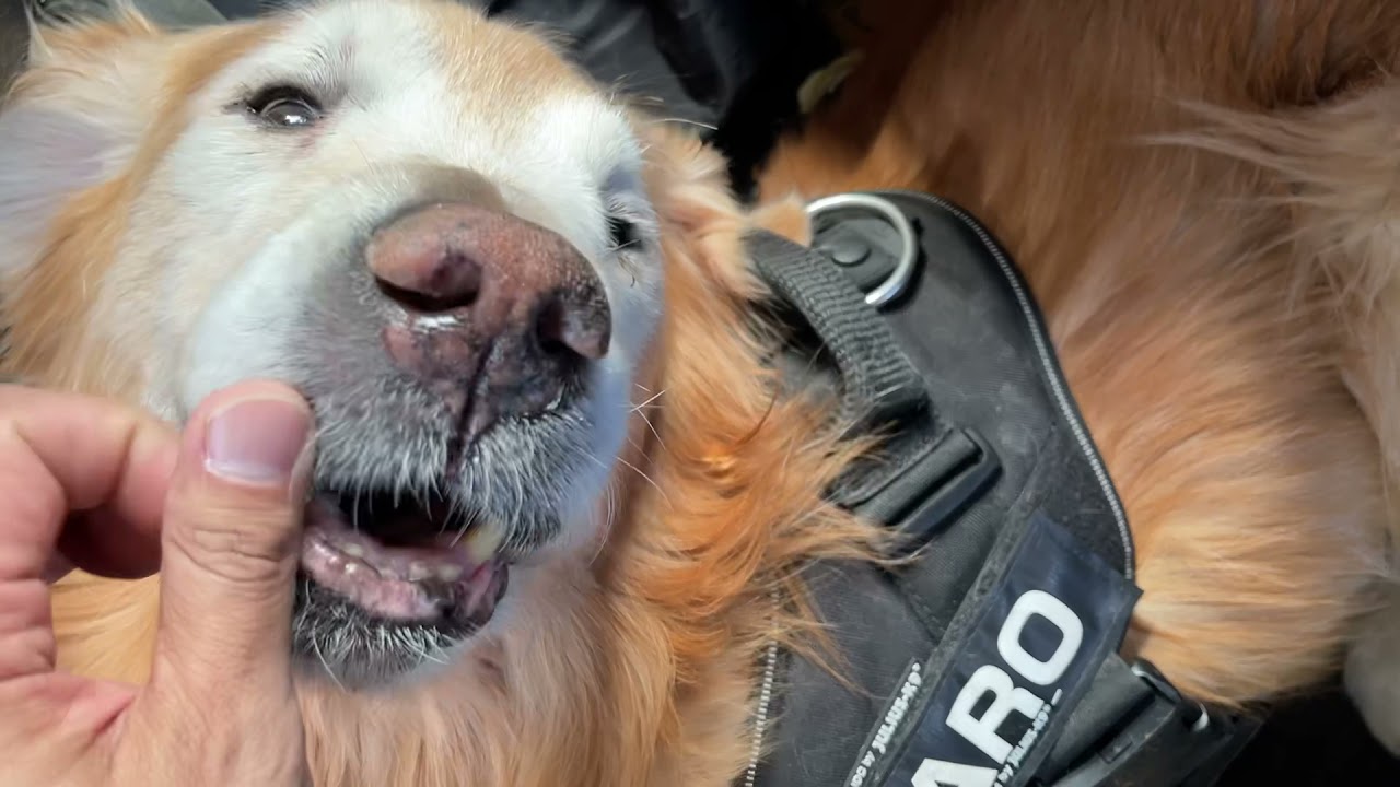 ハロが自分で身動きとれません