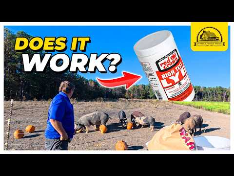 Should You Use Lye to Deworm Your Pigs?