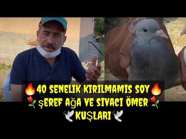 Pronúncia de vídeo de Şeref em Turco