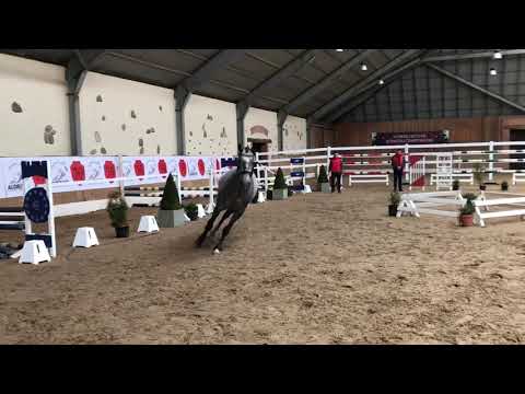 Bentley, approved 3yo stallion