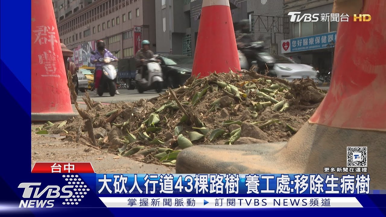 大砍人行道43棵路樹 養工處:移除生病樹