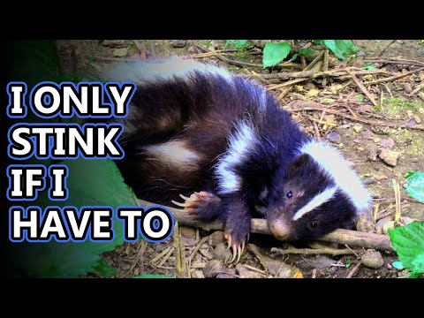 Skunk facts: not always stinky! | Animal Fact Files
