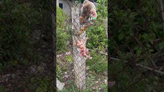 Download lagu you took Xuxu's fruit🍒🍒🍒 mp3