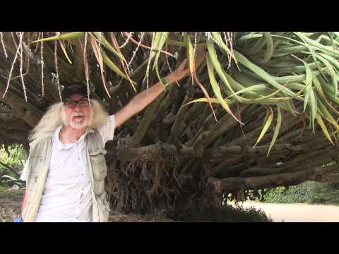 Why the Dragon Tree is a herb of Mars - Steve Andrews explains