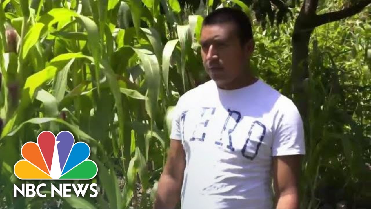 Guatemalan Farmers Say Climate Change Forcing Them To Migrate To US