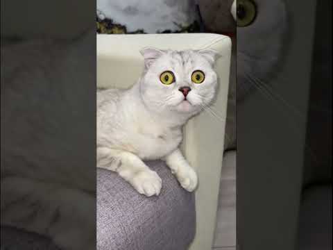 cat and the red dot 🔴 #shorts #cat #cats