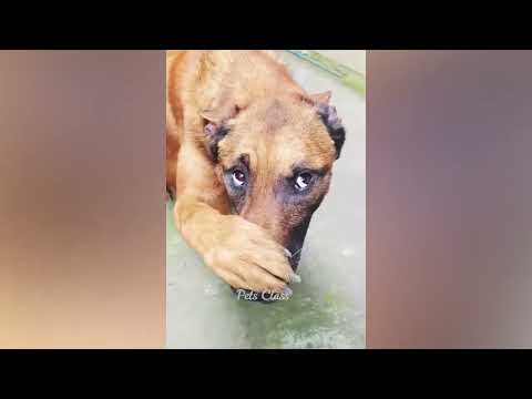 Funny pets video cats and dogs