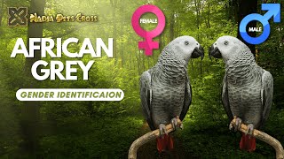 Visual Gender Identification of African Grey Parrot | Sexing of African Grey | Male and Female - Eng