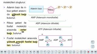 Eğitim Vadisi AYT Biyoloji 10.Föy Canlılık, Enerji ve Fotosentez 1 Konu Anlatım Videoları