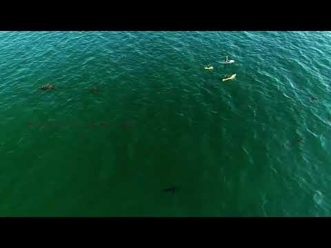 Tik Tok: Darenga & Emeka (Official Music Video)