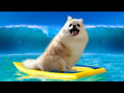 PRIMEIRA VEZ DO MEU CACHORRO NA PRAIA