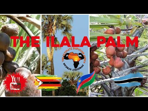 The Ilala Palm || Must Watch Presentation || And Then Came Some Wild Elephants 🥶🥶