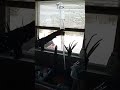 Worlds biggest Icicles🥶 (Dangerous) #shorts #Crazy8Autism