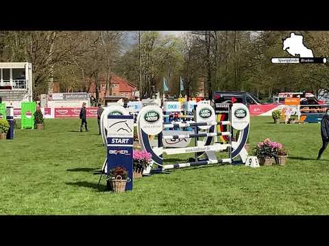 CELLISTO AR - 7jähriger gekörter Hengst von Cellestial - Levisto