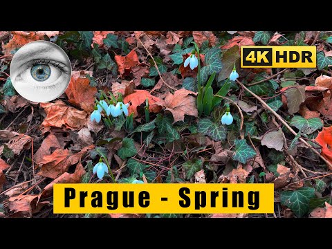 Walk 4k Prague spring has come - Snowdrops - Kinsky Garden - Petřín funicular - Czech Republic🇨🇿HDR