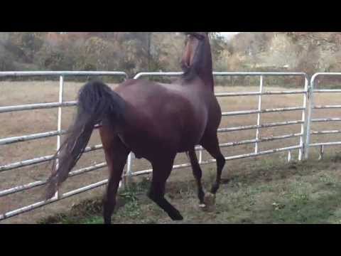 Foxhorses: Straight Egyptian Arabian Sultann El Mareehk