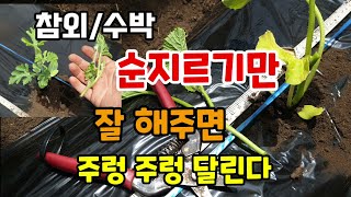 참외와 수박모종 심고 순지르기만 해주면 열매가 주렁 주렁 달립니다 참외수박키우기