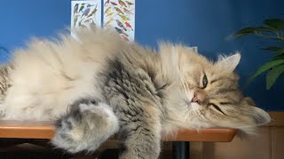 のんびり猫と過ごす日曜日