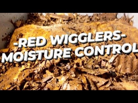 Red Wiggler Worm Bin - Moisture Control | #Vermicomposting