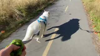 Fast Husky Pulls Inline Skates Downhill
