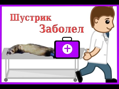 Хорек заболел!Срочно едим ночью в ветклинику!  #Хорекзаболел#