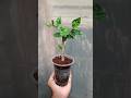 how to propagate hibiscus plant from cutting |  grow hibiscus plant #shorts #hibiscus