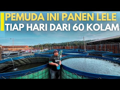 Pemuda Sukses Petani Ikan Lele
