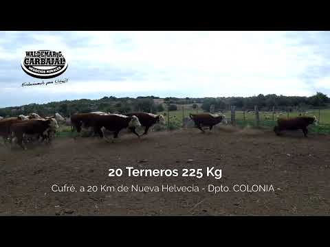 Entrada 1 (Cert - 5305) - 20 Terneros 225 Kg