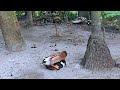 Duck Mating At Home