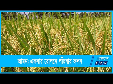 আমনঃ একবার  রোপন করে পাঁচবার ফলন