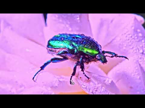 Buunshin - Man Know (ft. Obese) [Lyrics Visualizer]